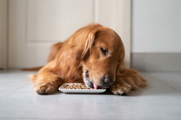 6 types of dog foods that pet owners should know about